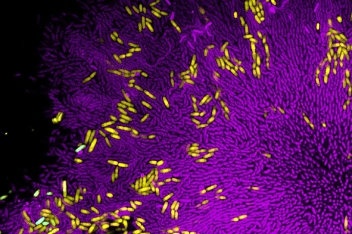 Colonies of the bacterium V. cholerae (purple) insulate E. coli (yellow) from its natural predator.
