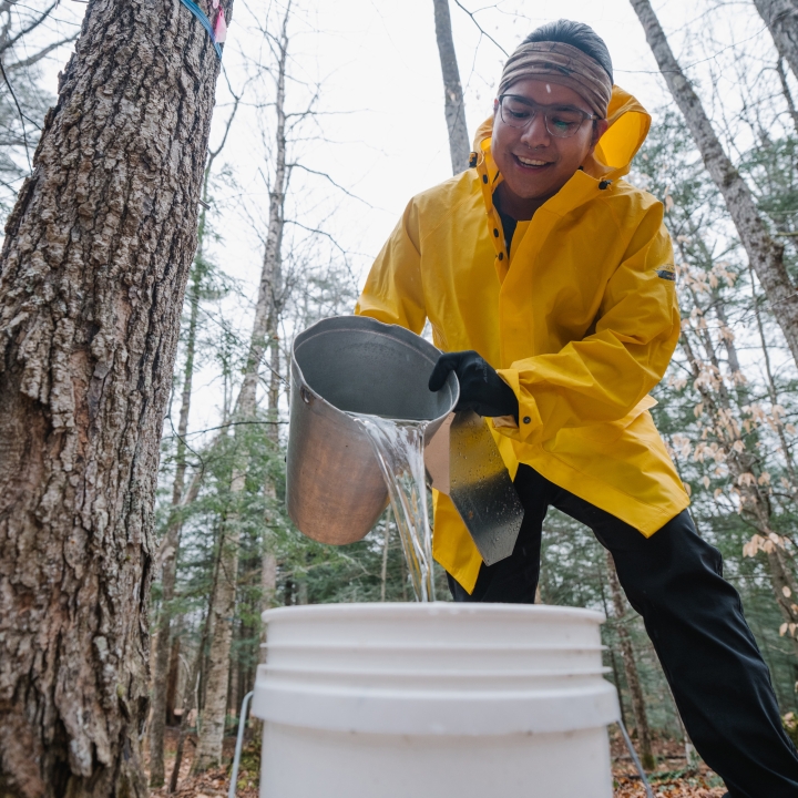 Student collecting sap at the Organic Farm