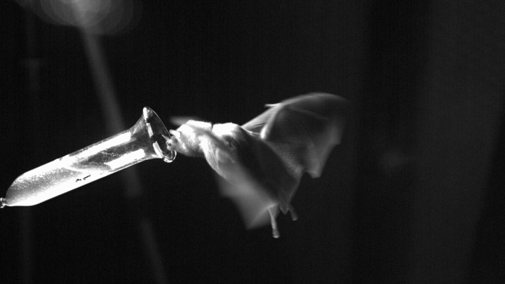 Bat in midair feeding from a glass tube filled with nectar