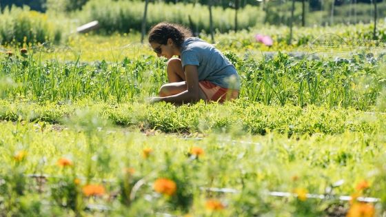 Student crouching in a field of crops