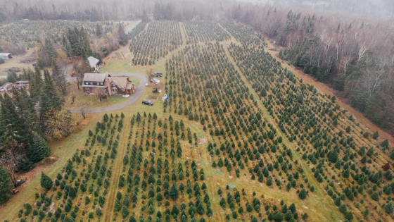 Christmas tree farm from above