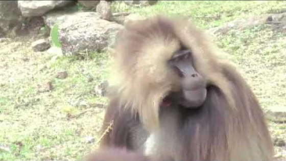 Dartmouth anthropologist researches gelada monkey communication