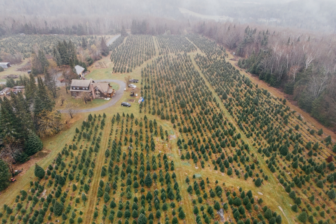 Christmas tree farm from above