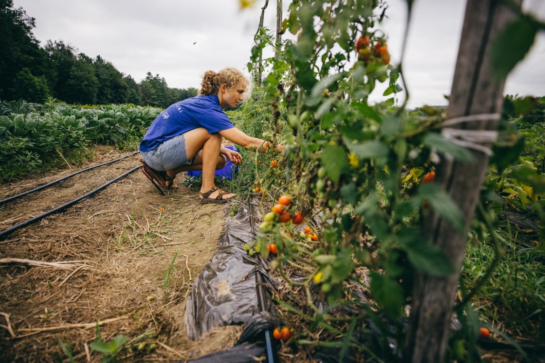 Person picking tomatoes at the farm.