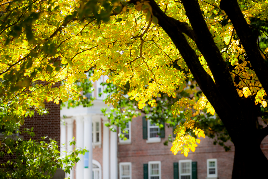 Yellow leaves