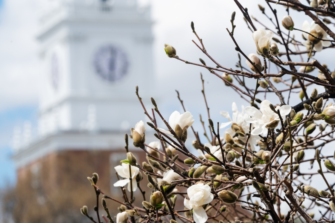 White spring blossoms and Baker Tower