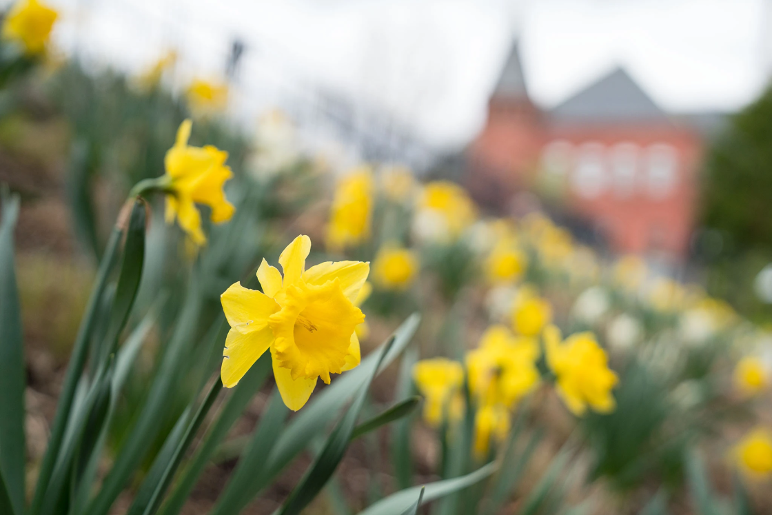 Daffodils