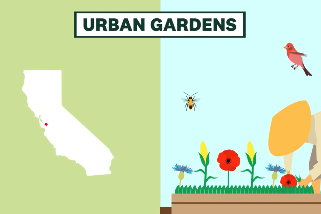 Graphic that shows the state of California and a woman gardening