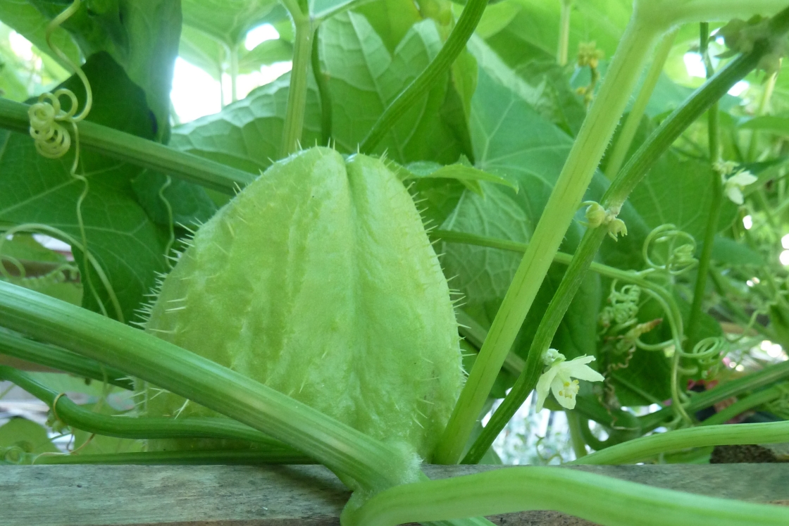 Chayote squash