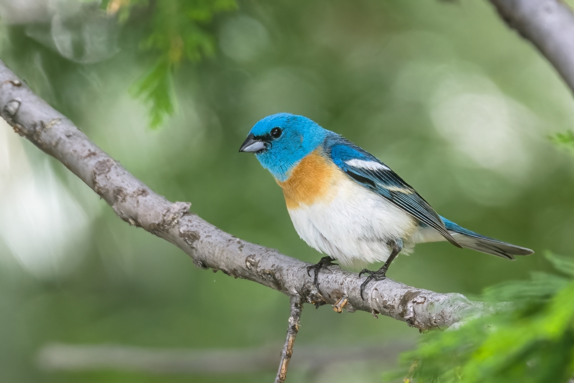 Lazuli Bunting