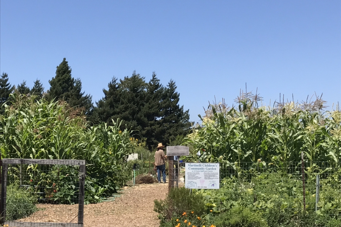 An urban garden