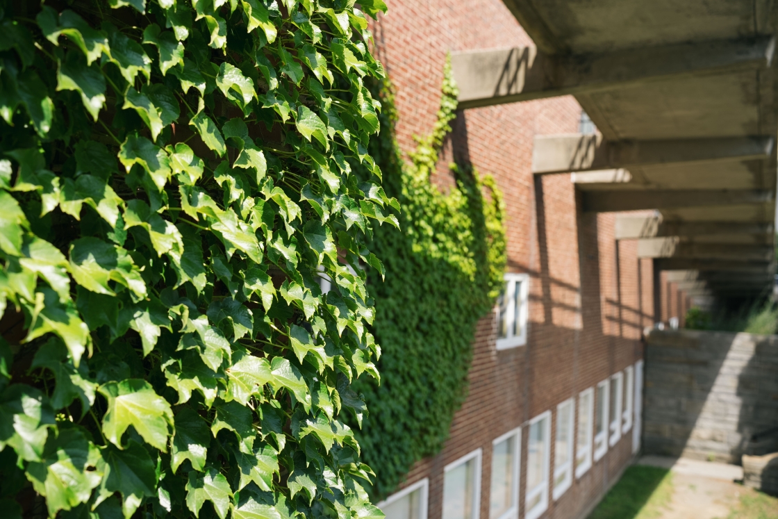 Ivy vines on a brick building