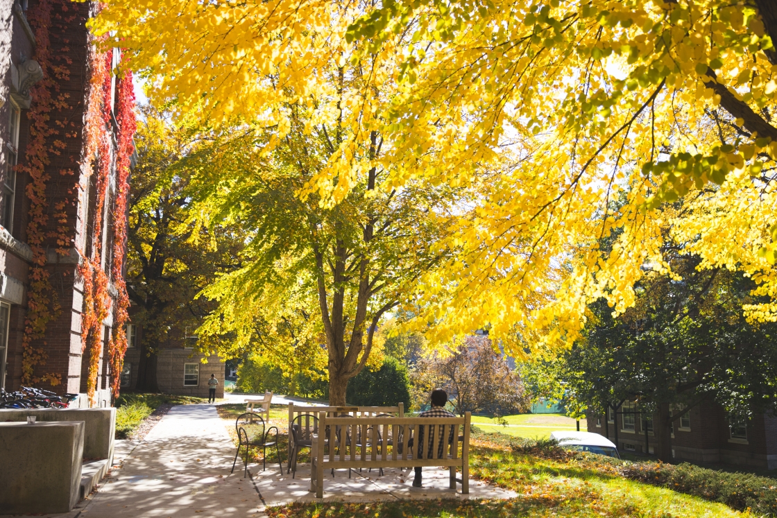 Golden foliage from outside Wilder Hall