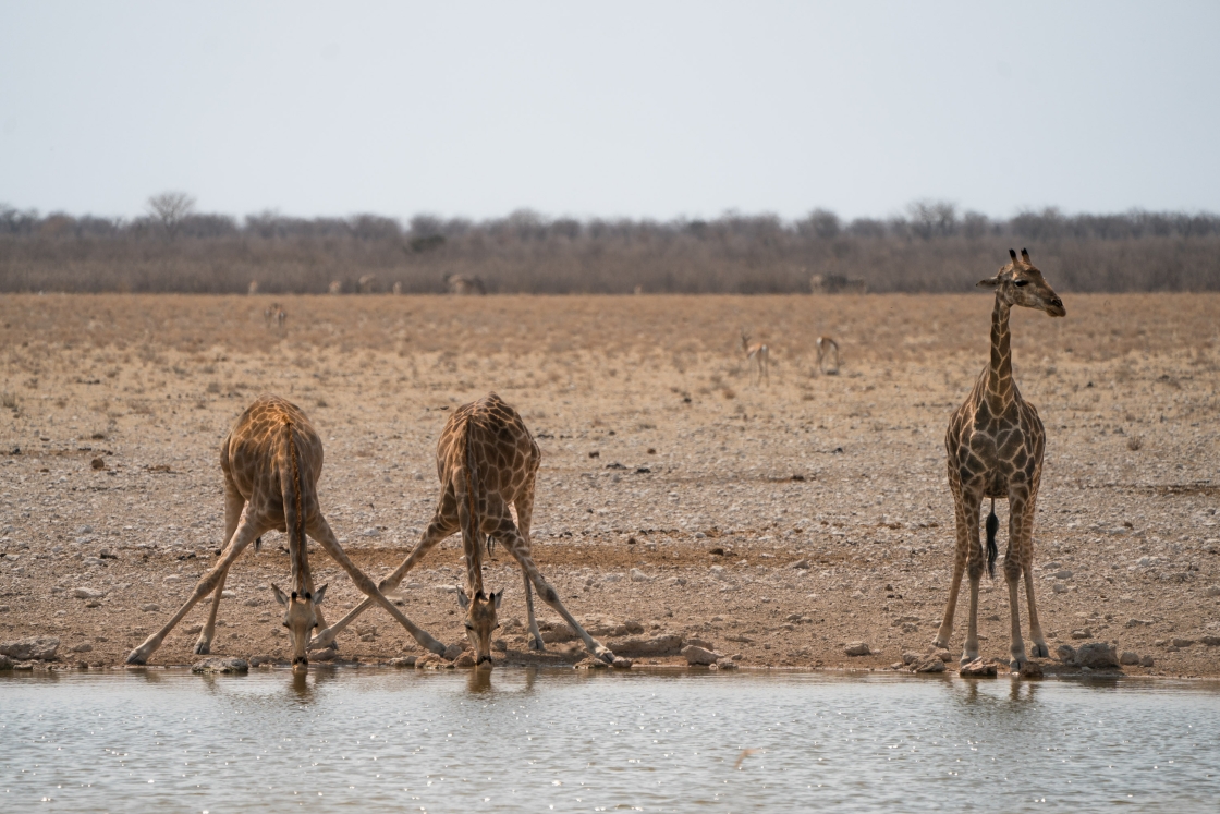 Three giraffes drinking water