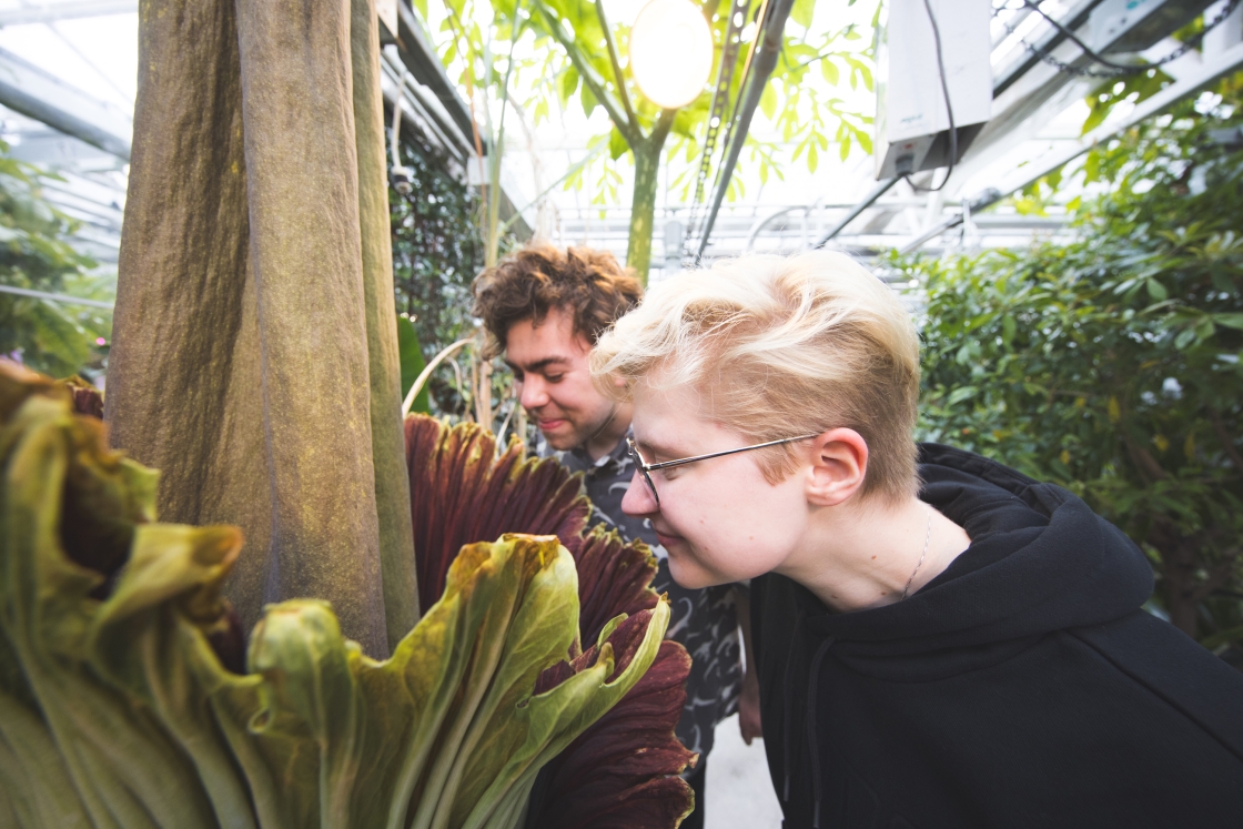 Two students examine Morphy the Corpse Flower