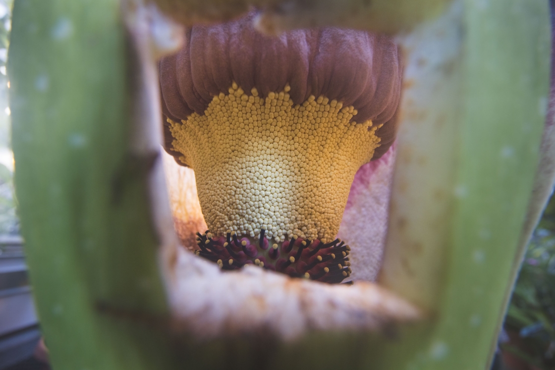 Detail shot of Morphy the corpse flower