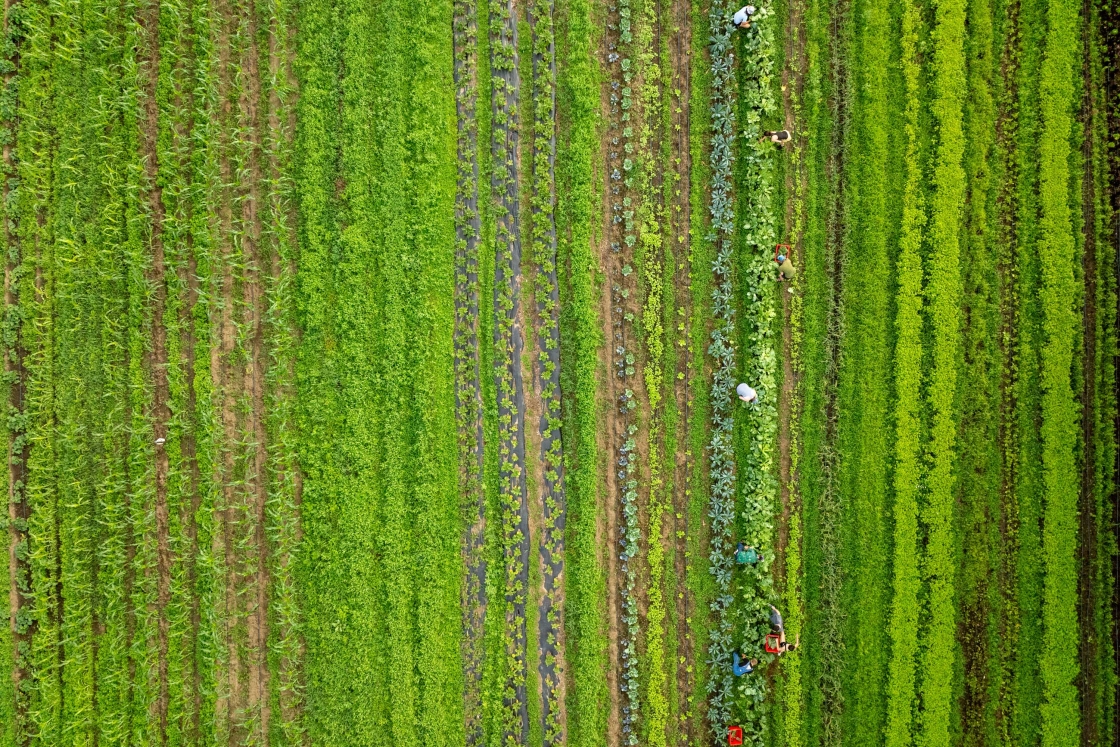 An aerial view of students tending to crops in a field