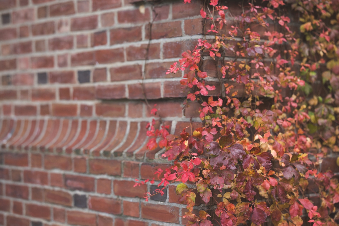 Red vines creeping up a brick wall