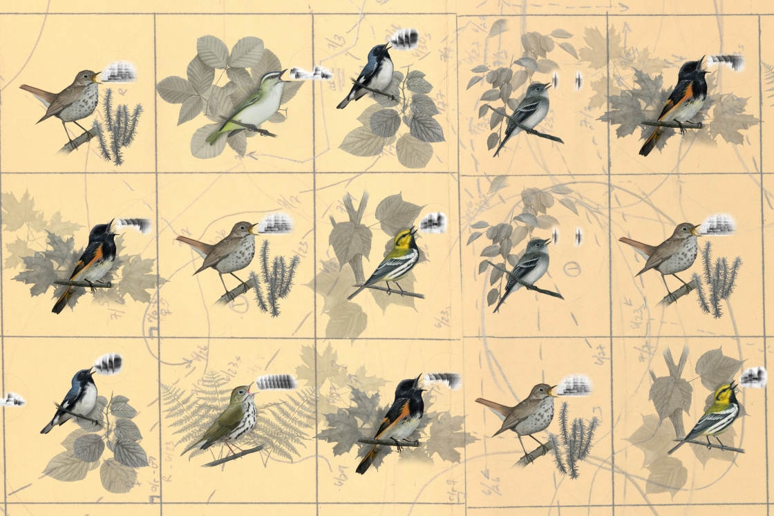 Illustrated birds over a map