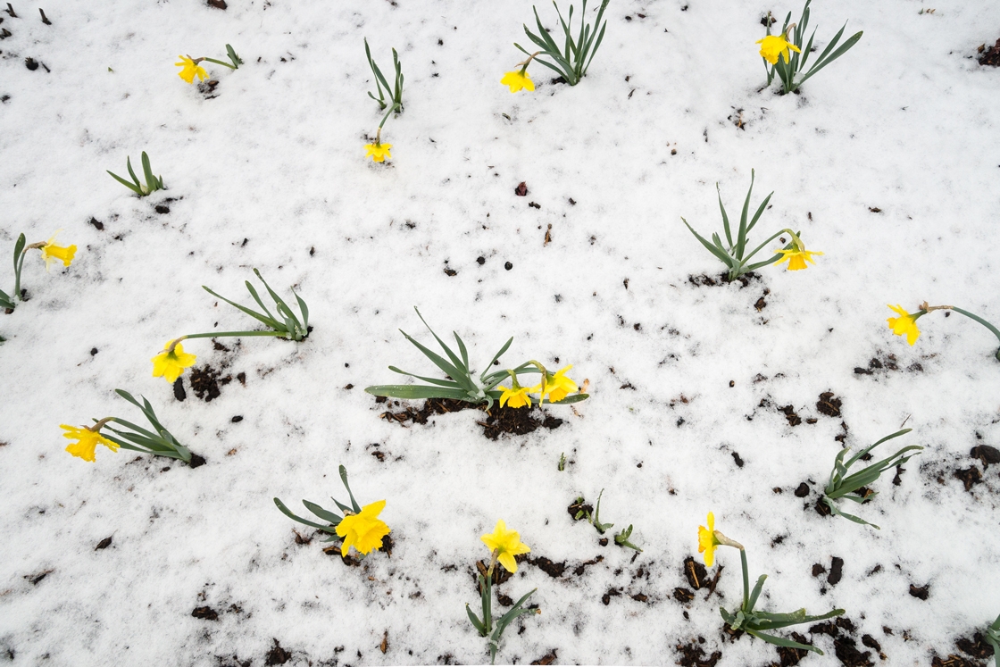 April flowers in snow