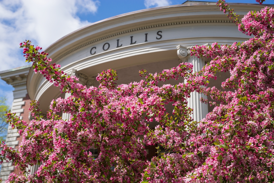 Crabapple blossoms in front of Collis