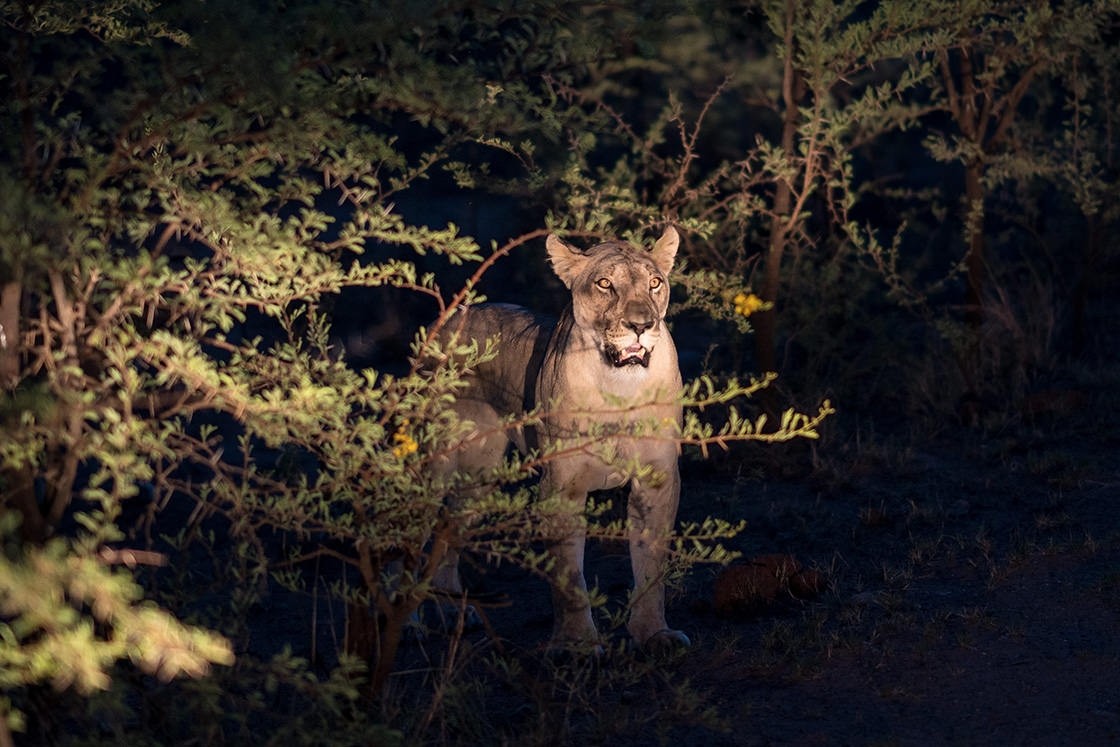 A lion appeared just after sunset