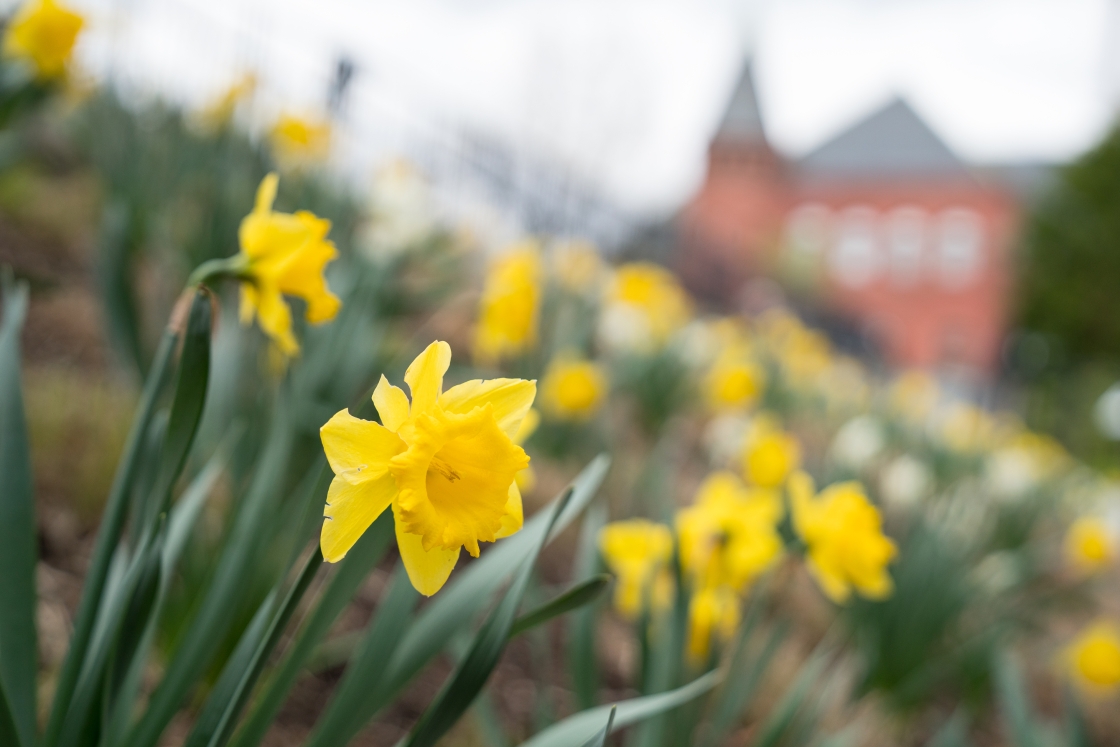Daffodils on a bank near Wilson Hall
