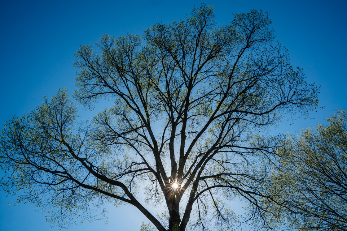 The sun shines through a tree