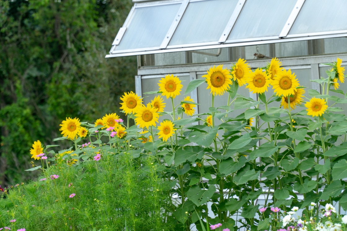 Sunflowers growing in front of a greenhouse