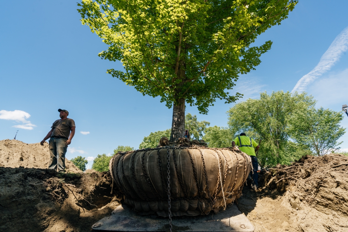 Landscaper stands next to a large maple tree being planted at Dartmouth