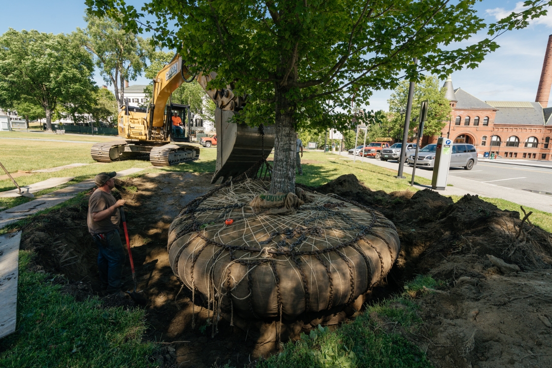 Landscaper stands in the hole for a new tree for Dartmouth