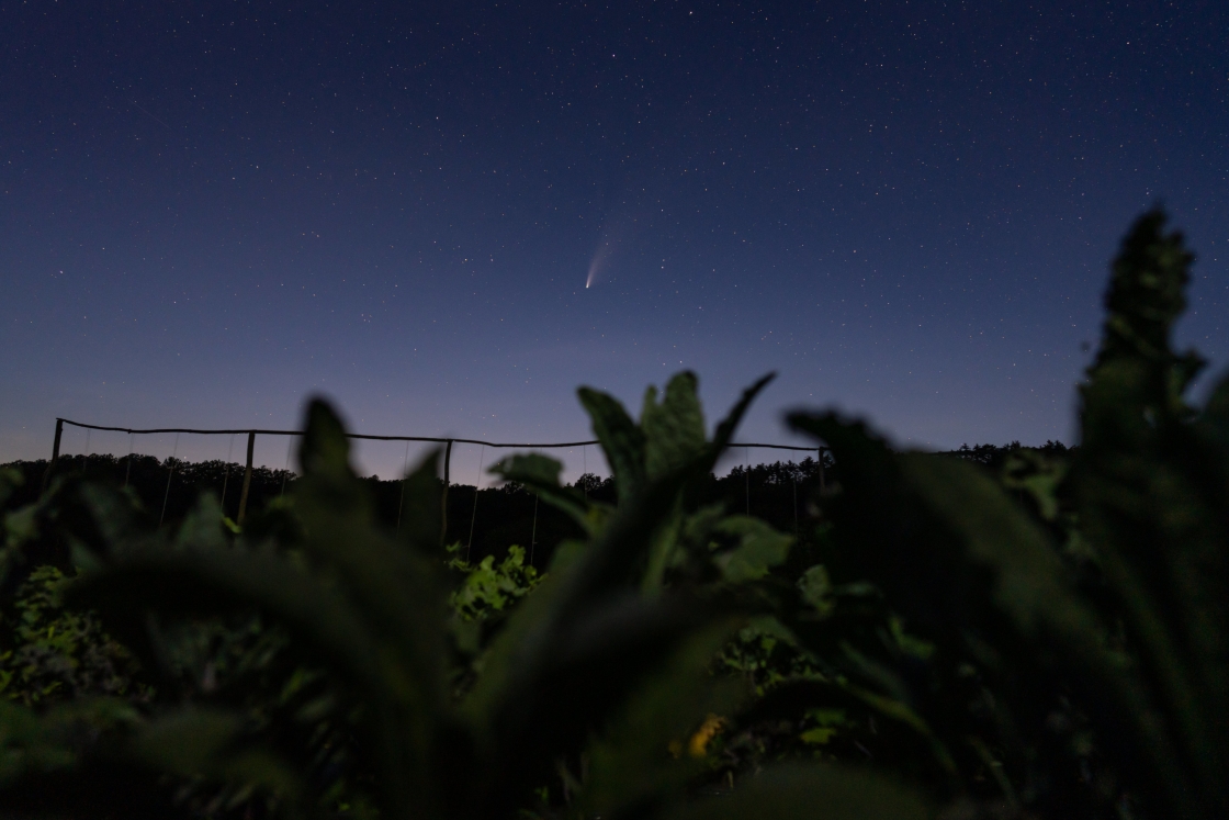 Comet over a field of kale at the Organic Farm