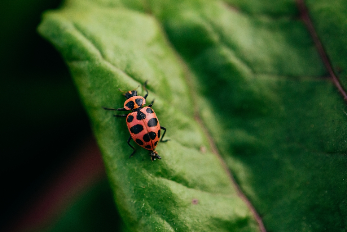 Red and black spotted beetle on a leaf.