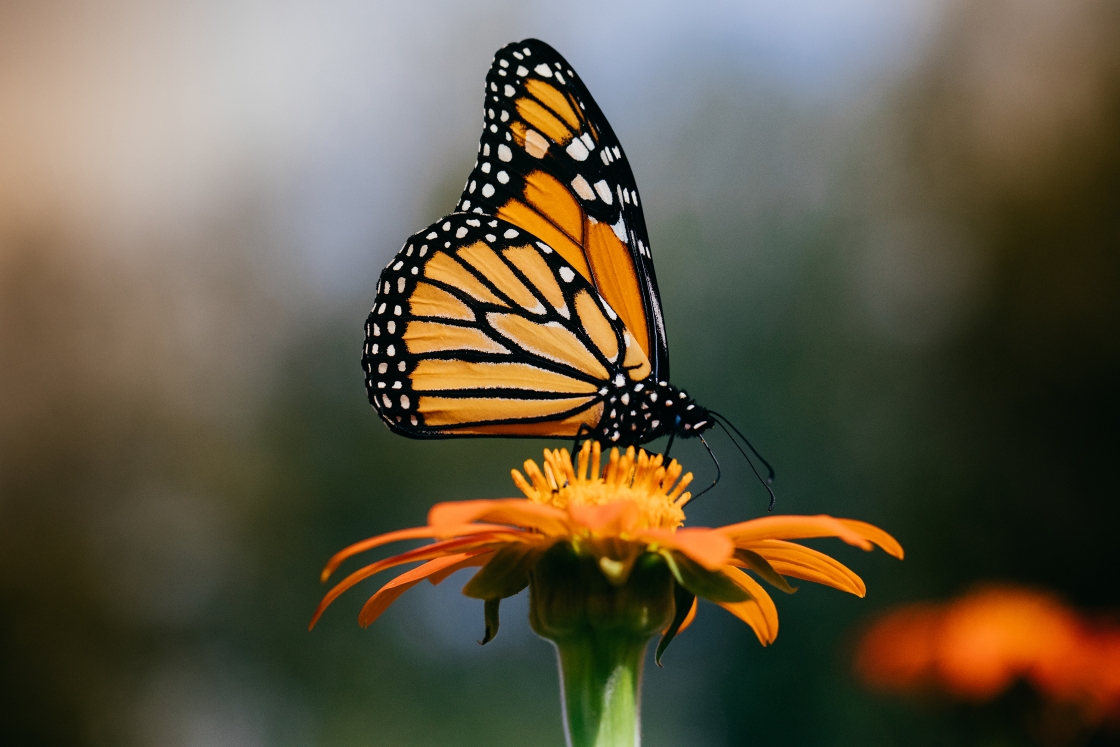 Monarch butterfly on orange flower