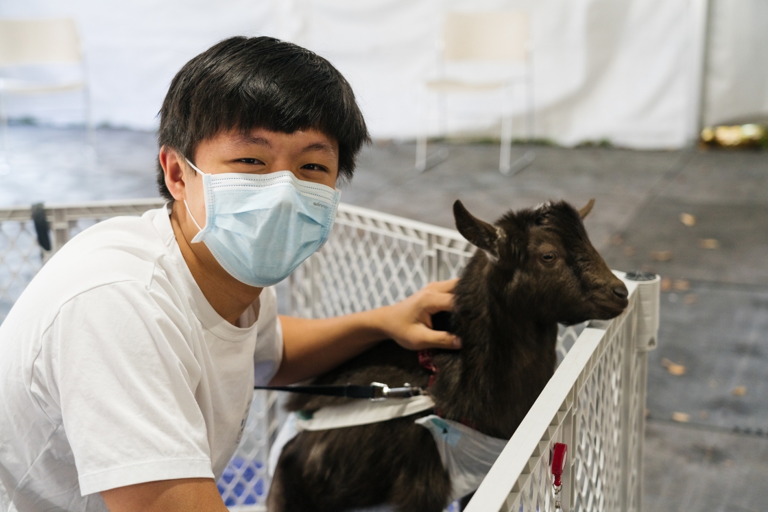 A Dartmouth student pets a diapered goat.