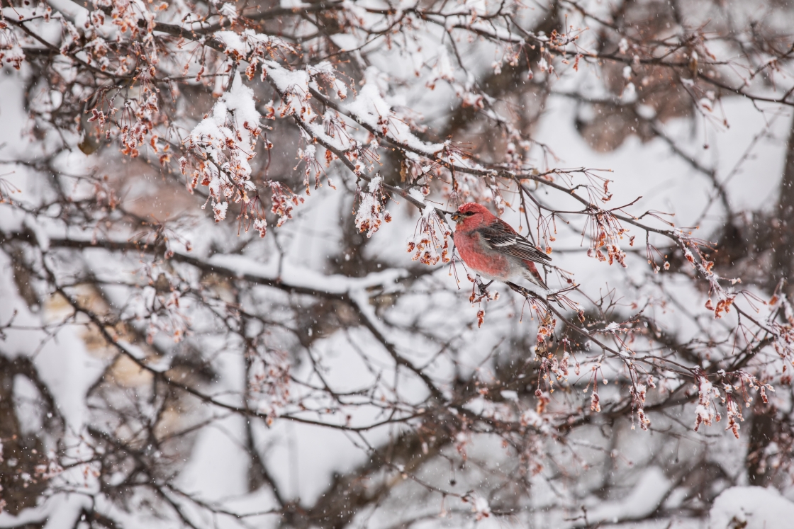Bird sits in a snowy tree on Dartmouth campus on December 16, 2020