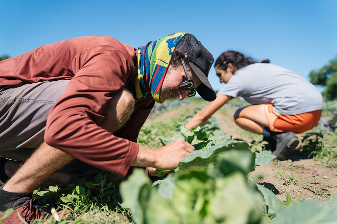 Ralf Carestia ’18 and Gillian D'Acierno ’18 work on a row of cabbages at the Organic Farm.