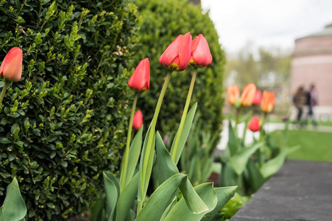 Tulips outside Rauner Library