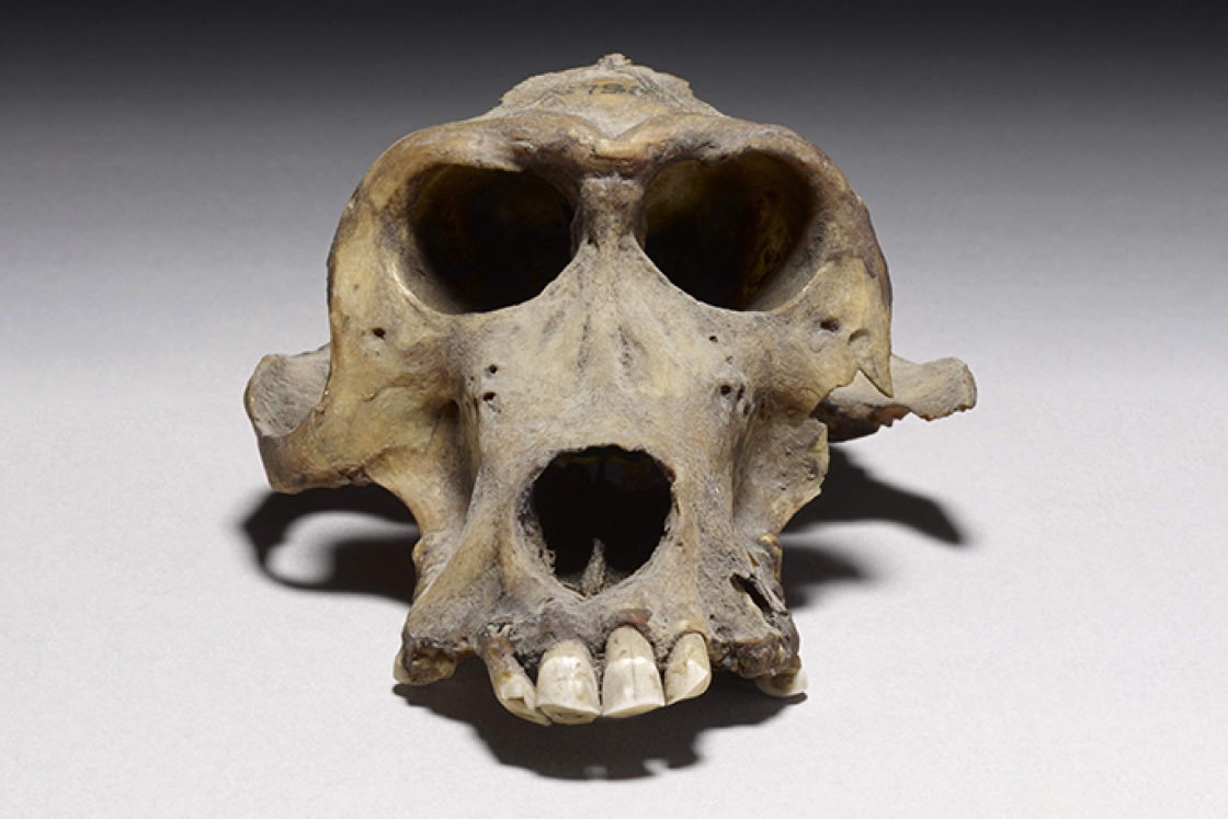 Mummified baboon skull