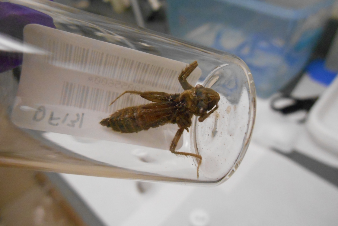 Before turning into adults, dragonfly larvae can be collected easily by citizen scientists and used as &quot;biosentinels&quot; to study mercury pollution.