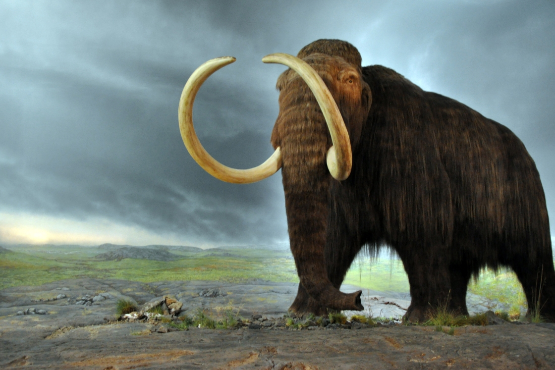 Replica of a Woolly mammoth