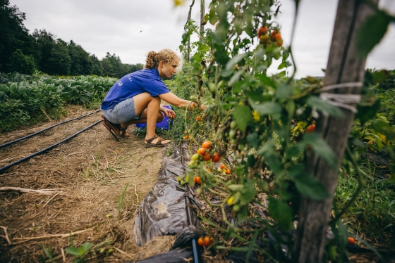 Person picking tomatoes at the farm.