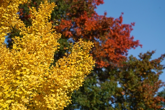 Yellow and red leaves on tree tops
