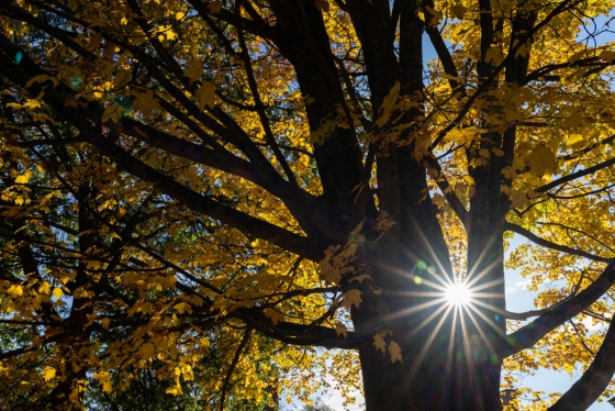 Sunlight shining through a tree with yellow leaves