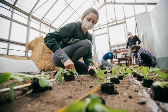 People planting in a greenhouse