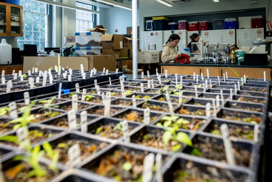 Plants in foreground, two students in background at science desks