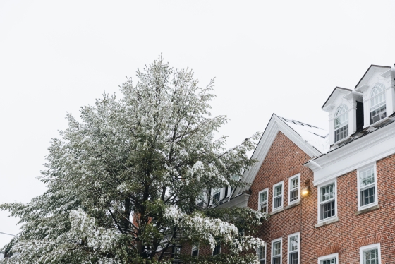 A snowy pine tree outside a Dartmouth dorm building