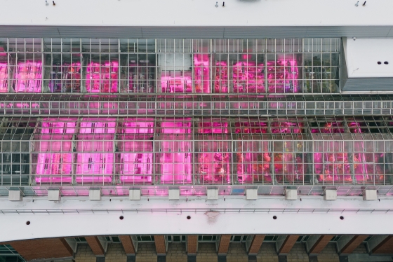 Bird's-eye view of the greenhouse with pink lights