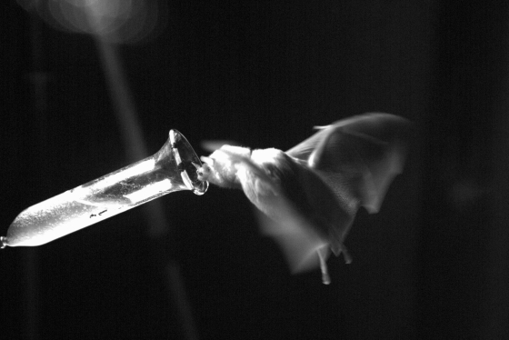 Bat in midair feeding from a glass tube filled with nectar
