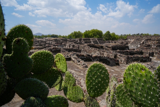 Cacti in Teotihuacán